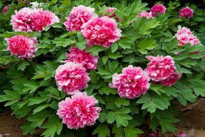 Pink_TreePeony8