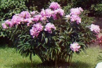 peony-xxl