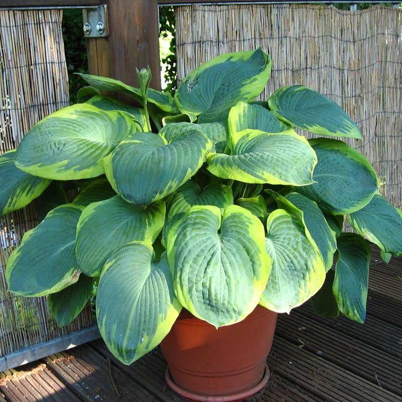 Hosta Wu-La-La 5.25 Pot Well Rooted Perennial Shade Unusual Hosta Wu-La-La 5.25 Pot Well Rooted Perennial Shade Unusual