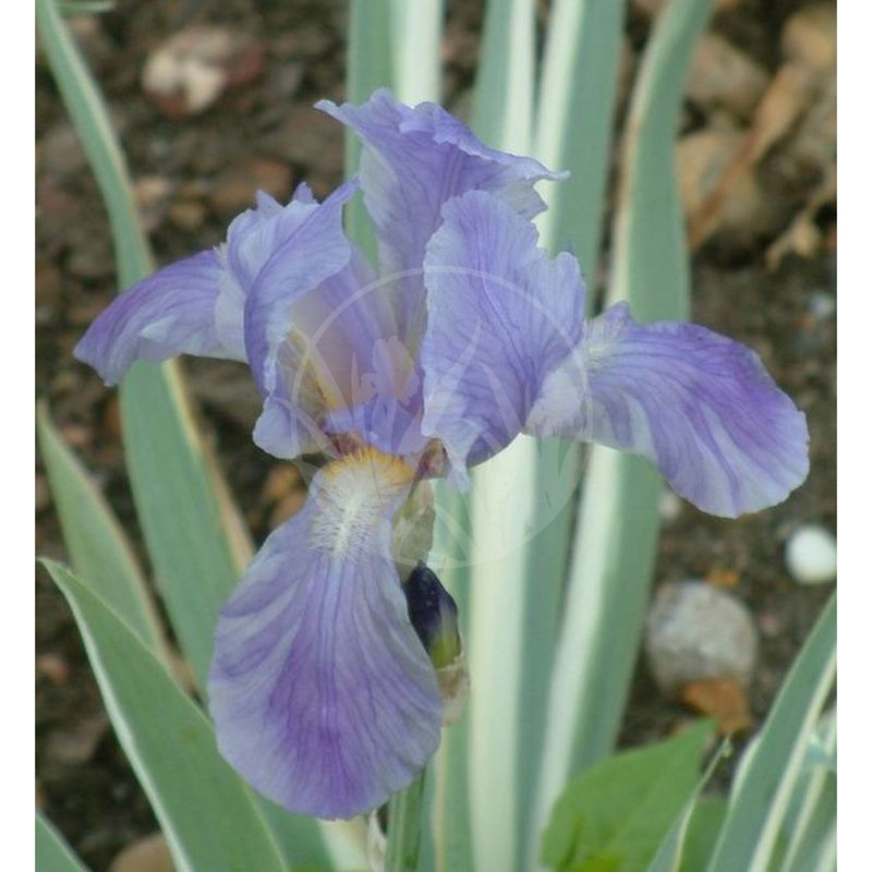 TB  Tall Bearded Irises : PALLIDA ARGENTEA-VARIEGATA