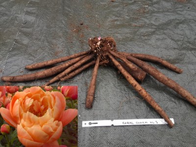 Coral Charm