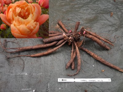 Coral Charm