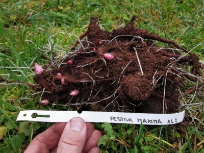 Festiva Maxima