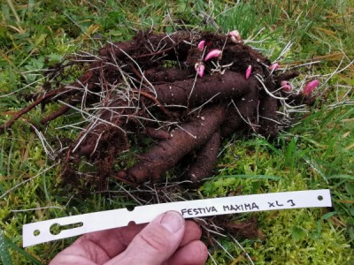 Festiva Maxima
