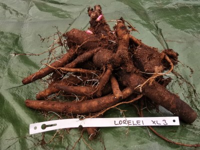 Lorelei