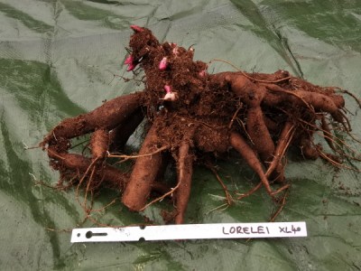Lorelei
