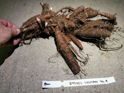 IMG_20251108_172019_result