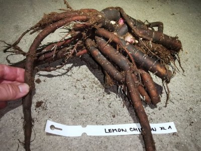 IMG_20251108_175842_result