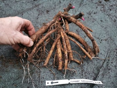 IMG_20251114_154307_result