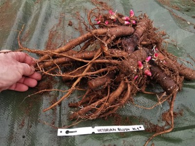 IMG_20251119_123030_result