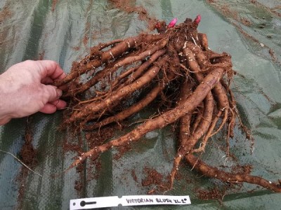 IMG_20251119_123125_result