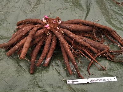 IMG_20251121_125708_result