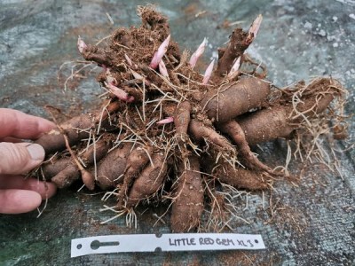 IMG_20251124_151546_result