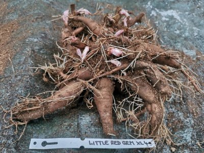 IMG_20251124_151645_result