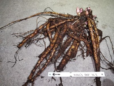 IMG_20251125_171208_result