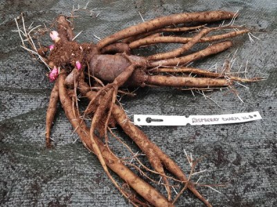 IMG_20251126_140814_result