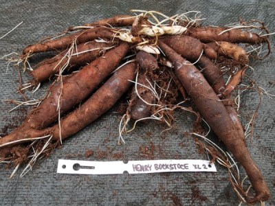 IMG_20251127_131635_result