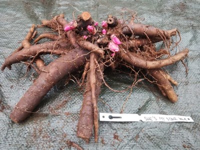 IMG_20251127_154258_result