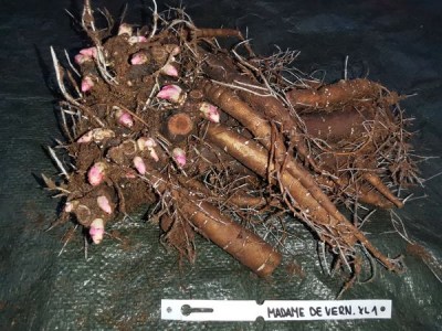 Madame de Verneville