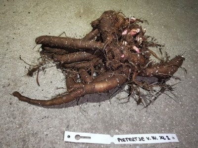 IMG_20251128_202826_result