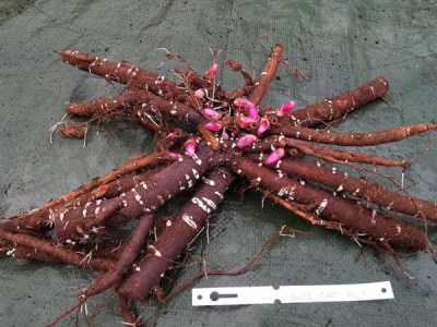 IMG_20251201_150204_result