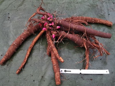 IMG_20251201_150246_result2