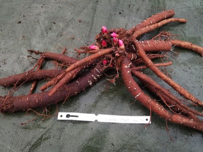 IMG_20251201_150332_result