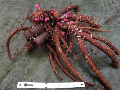 IMG_20251201_150432_result