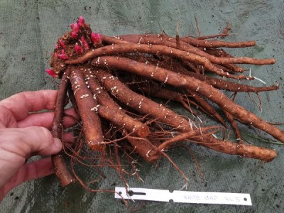 IMG_20251201_150557_result