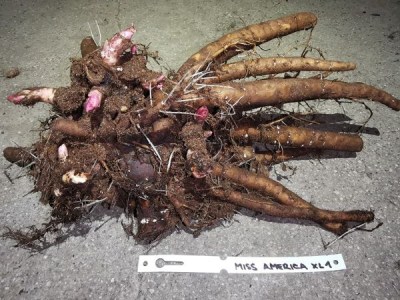 IMG_20251203_191731_result