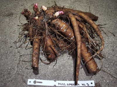 IMG_20251203_192114_result