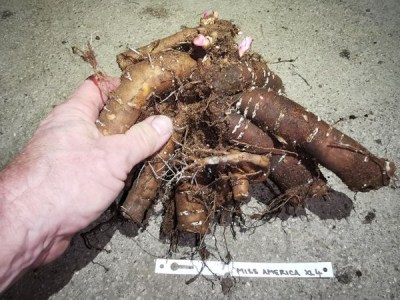 IMG_20251203_192251_result