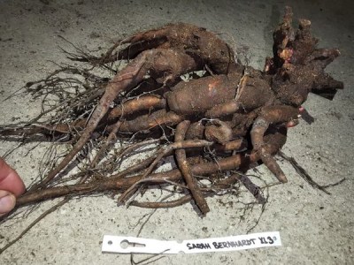 IMG_20251204_173724_result7