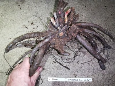 IMG_20251204_200556_result