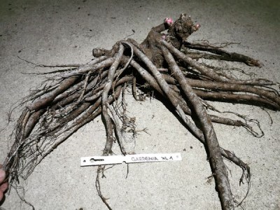 IMG_20251208_161953_result