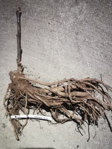 IMG_20251215_141709_result