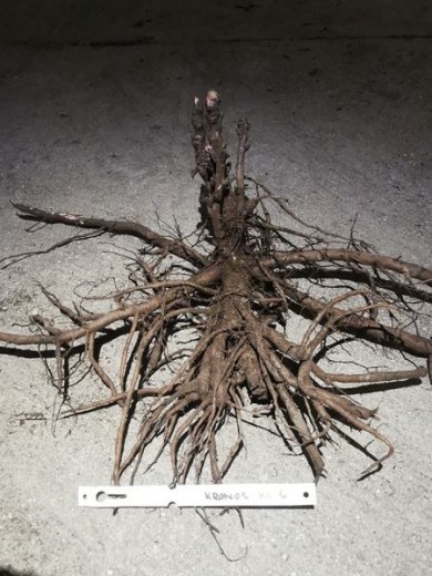 IMG_20251215_142126_result