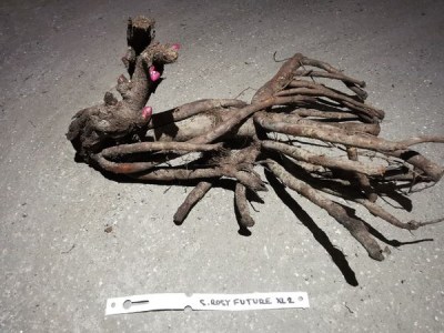 IMG_20251215_145639_result