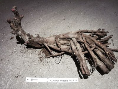 IMG_20251215_145753_result