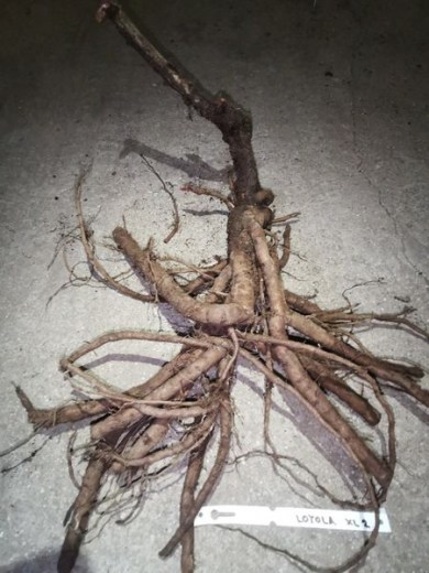 IMG_20251229_152201_result2