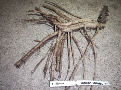 IMG_20251229_171011_result5