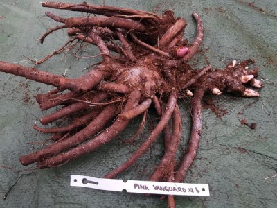 Pink Vanguard