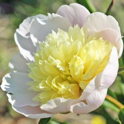 Peony-Primevere7